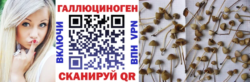 Псилоцибиновые грибы Psilocybe Усть-Илимск